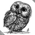 Black and white engrave isolated owl vector illustration Royalty Free Stock Photo