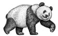 Black and white engrave isolated panda illustration