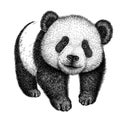 Black and white engrave isolated panda illustration