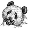 Black and white engrave isolated panda illustration