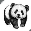 Black and white engrave isolated panda vector illustration