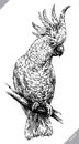 Black and white engrave isolated parrot vector illustration