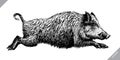 Black and white engrave isolated pig vector illustration