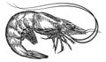 black and white engrave isolated shrimp illustration