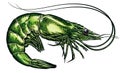 black and white engrave isolated shrimp illustration