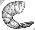 black and white engrave isolated shrimp illustration