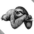 Black and white engrave isolated sloth vector illustration Royalty Free Stock Photo