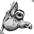 Black and white engrave isolated sloth vector illustration Royalty Free Stock Photo