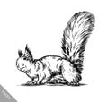 Black and white engrave isolated squirrel illustration