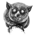 Black and white engrave isolated tarsier illustration