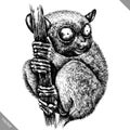 Black and white engrave isolated tarsier vector illustration