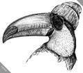 black and white engrave isolated toucan vector illustration