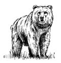 Black and white engrave isolated vector bear Royalty Free Stock Photo