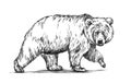 Black and white engrave isolated vector bear Royalty Free Stock Photo