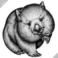 Black and white engrave isolated wombat vector illustration