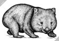 Black and white engrave isolated wombat vector illustration