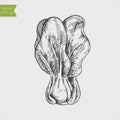 Black and white engraved Bok Choy, Pok Choi or Pak Choi . Vector illustration