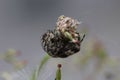 European garden spider hiding in a herb