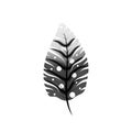 Black and white exotic feather on white Royalty Free Stock Photo