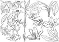 Black and White Exotic Flowers Drawing Set