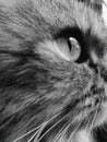 Black and white eye cat Royalty Free Stock Photo