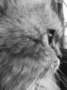 Black and white eye cat and face Royalty Free Stock Photo