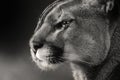 Black white face American puma, cougar Royalty Free Stock Photo