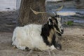 Black and white Fainting goat lying on the ground next to a tree