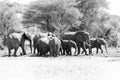 B&W African elephant in Tarangire National Park, Tanzania Royalty Free Stock Photo