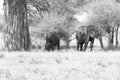 B&W African elephants family in Tarangire National Park, Tanzania Royalty Free Stock Photo