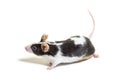 Black and white Fancy mouse - Mus musculus domestica