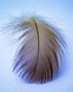 Black and white feather. black feather on white background Royalty Free Stock Photo