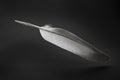 Black and white feather of a bird on a black background. Royalty Free Stock Photo