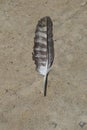 Black and white feather of the bird on the land, close up of the bird feather, black and white feather laying in the sand Royalty Free Stock Photo