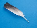 Black and white feather of a bird lies on a blue paper Royalty Free Stock Photo