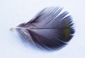 black and white feather. black feather on white background Royalty Free Stock Photo