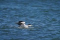 Black-white feather duck swimming in the cold sea water, close-up Royalty Free Stock Photo