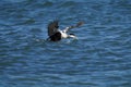 Black-white feather duck swimming in the cold sea water, close-up Royalty Free Stock Photo