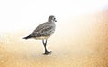 Sand piper bird Royalty Free Stock Photo