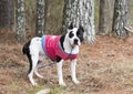 Black and white female pitbull with cropped ears wearing pink doggy sweater Royalty Free Stock Photo