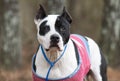 Black and white female pitbull with cropped ears wearing pink doggy sweater Royalty Free Stock Photo