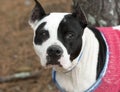 Black and white female pitbull with cropped ears wearing pink doggy sweater Royalty Free Stock Photo