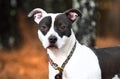 Black and white female Pitbull Terrier mix dog outside on leash. Dog rescue pet adoption photography for humane society animal Royalty Free Stock Photo