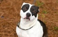 Black and white female Pitbull Terrier mix dog outside on leash. Dog rescue pet adoption photography for humane society animal Royalty Free Stock Photo