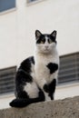 Black and white feral cat with clipped ear marking that it was spayed or neutered Royalty Free Stock Photo