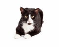 Black and White Feral Cat Royalty Free Stock Photo