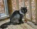 Black and White Feral Cat