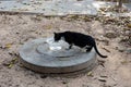 Black and white feral street cat finds a plastic bowl of water set out on a cement manhole cover Royalty Free Stock Photo