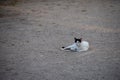 Black and white feral street cat sitting alone in a gravel lot Royalty Free Stock Photo
