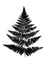Black and white fern leaves in the silhouette of a fern leaf. Do Royalty Free Stock Photo
